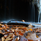 Illustration for article titled 76 Stunning Photos Of Fall Leaves